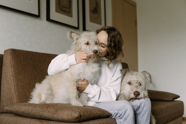 two dogs on a brown couch cuddling with their owner